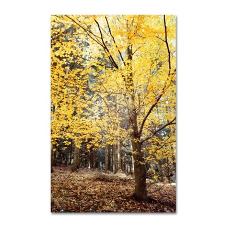 Trademark Fine Art Philippe Sainte-Laudy 'Yellow Fall' Canvas Art, 12x19 PSL0254-C1219GG